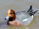 Eurasian Wigeon (WWT Slimbridge April 2013) - pic by Nigel Key